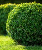 Why Landscaping is Important for Modern Homes